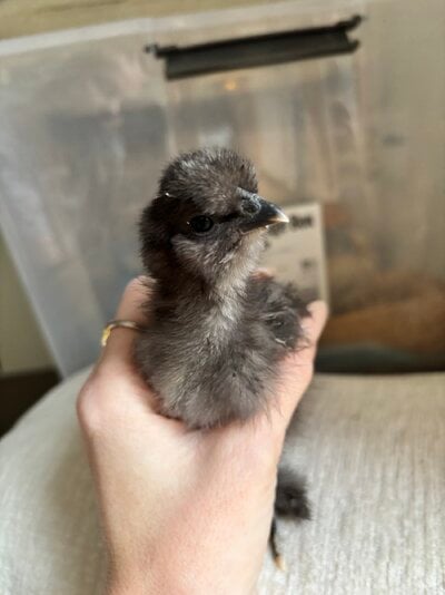 Jacks - Angled Beak.JPG