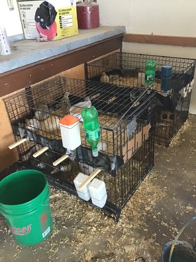 When life hands you dog crates: converting a large dog crate into quail pens.