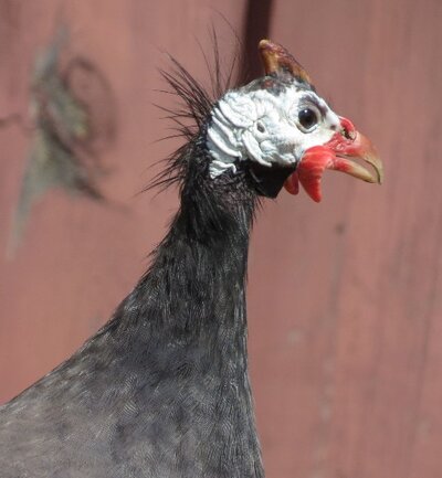 smudge.jpg