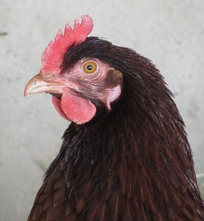 dorothy.jpg