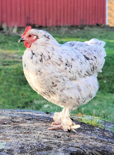 splash+marans.jpg