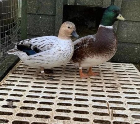 SnowyPair.jpg