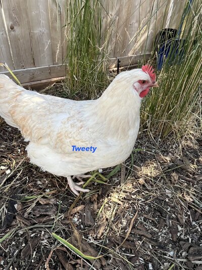 Tweety.jpg Tweety.jpg