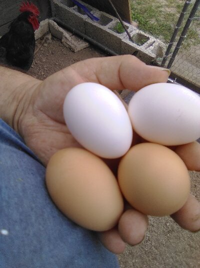 JG Eggs and Brown LegH.jpg