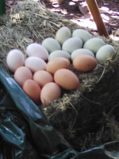 Eggs Sunday 26 mid day.jpg