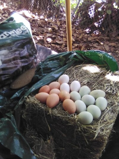More Eggs.jpg