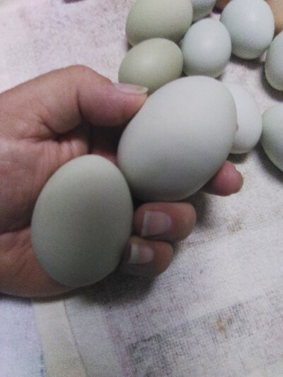 Large EE Eggs 1.jpg