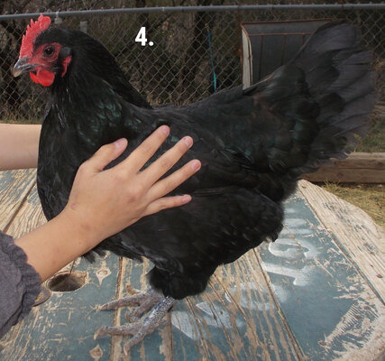 Chicken 4.jpeg