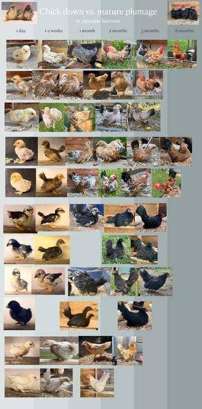 chicken colour.jpeg