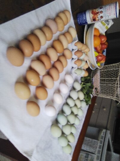 all layers eggs.jpg