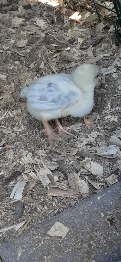 Resized_20241003_100033.jpeg