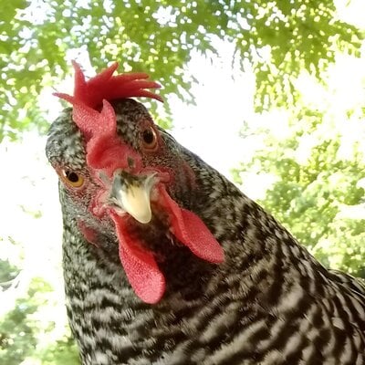 small chicken.jpg