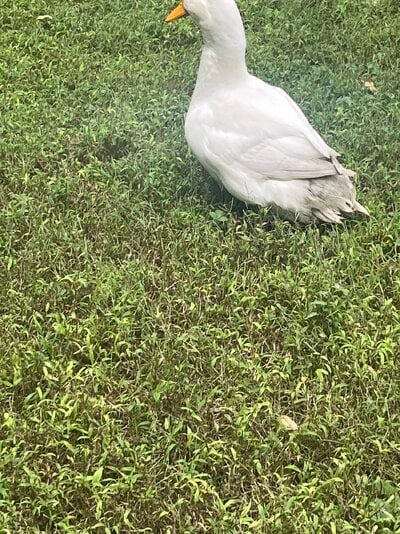 IMG_2867.jpeg
