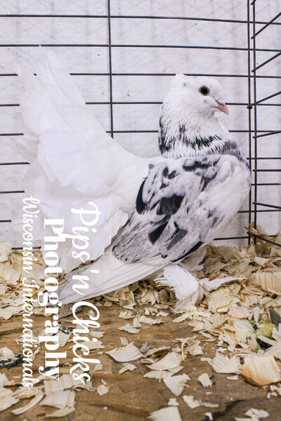 BB Indian Fantail WII24.jpg