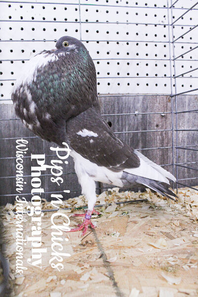 Champ.PigeonWII24.jpg