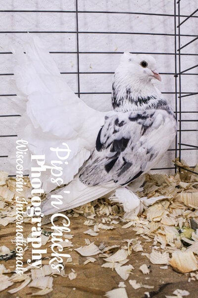 BB Indian Fantail WII24.jpg