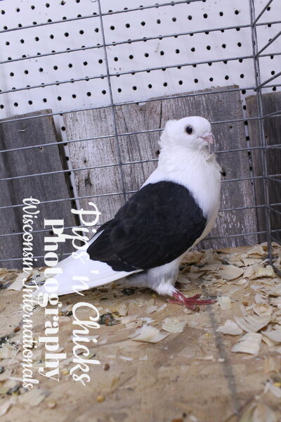 RB, Old German WII24.jpg