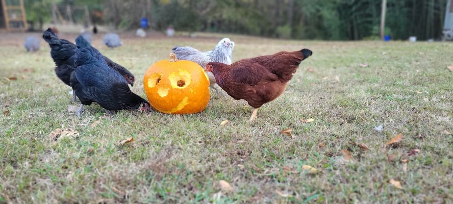 2023_pecking_4.jpg