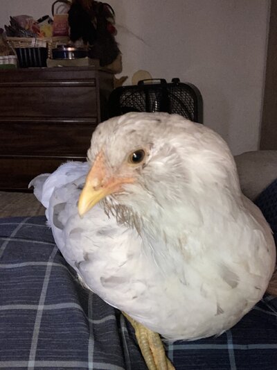 IMG_4560.jpeg