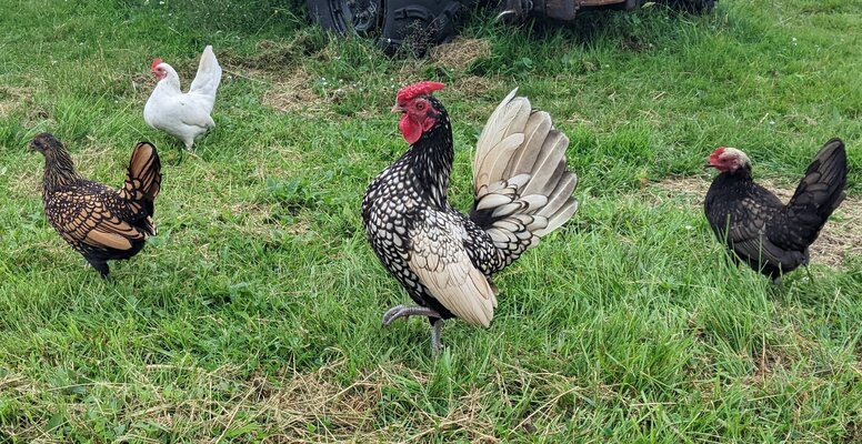 silver or citron 1.jpg