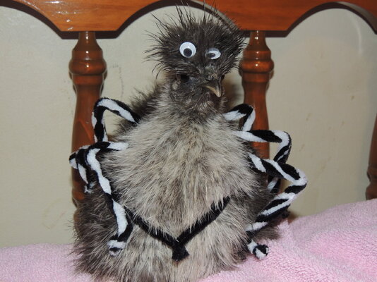 2023_poultry_costume_2.JPG