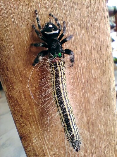 2023_creepy_critter_2.jpg