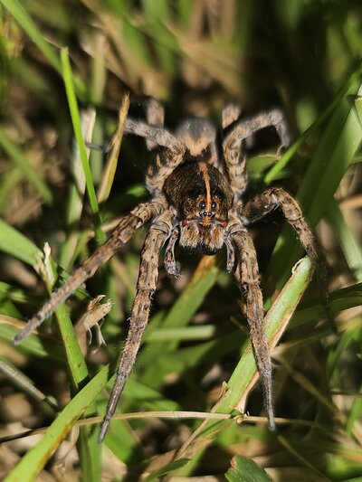 2023_creepy_critter_4.jpg
