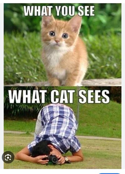 Cat vs Camera.jpg