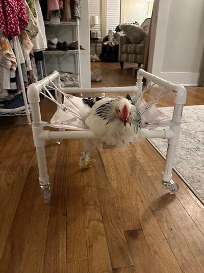 IMG_2047.jpeg