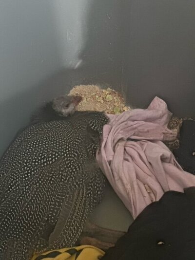 image1.jpeg