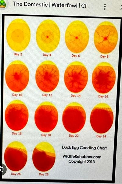 duck candling pic - Copy.jpg