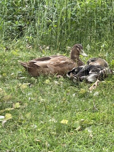 ducks.jpeg