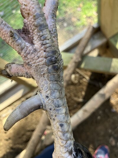 IMG_3660.jpeg