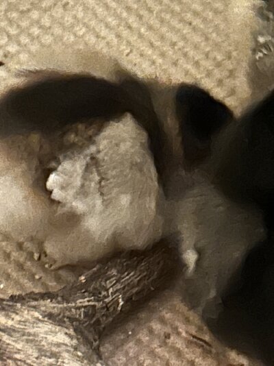 IMG_1943.jpeg