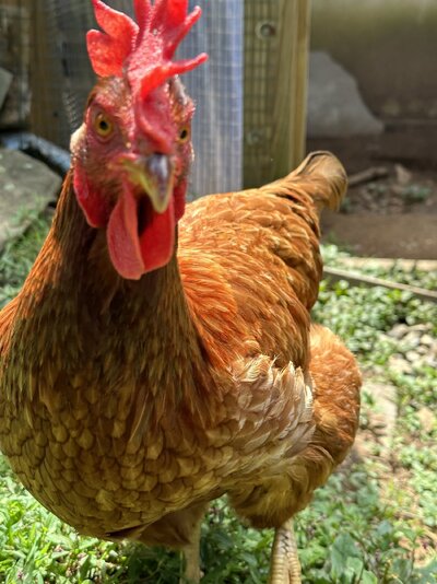 2023.08.07 01 chickens 06 Wren.jpg