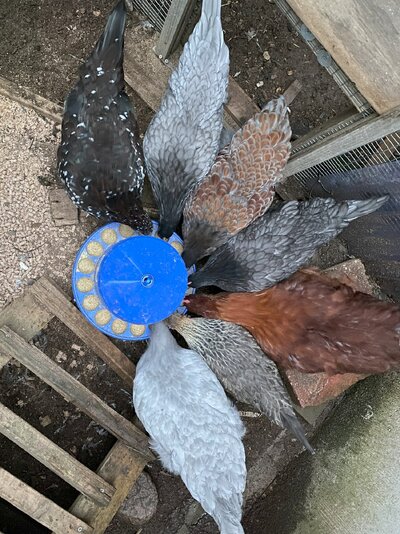 2022.06.23 01 chickens 01 spring chicks kaleidoscope of colors.jpg