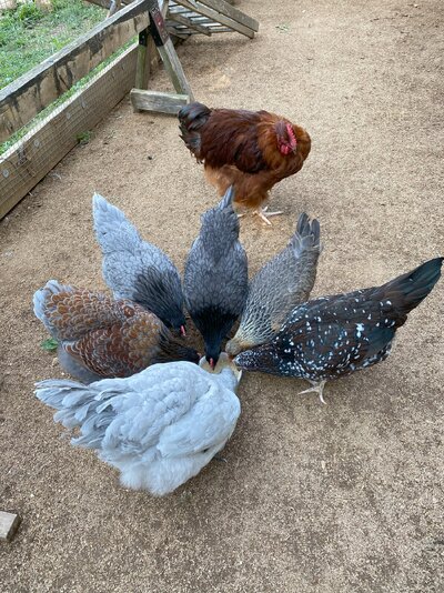 2022.07.10 02 chickens 02 2022 flock kaleidoscope of colors.jpg