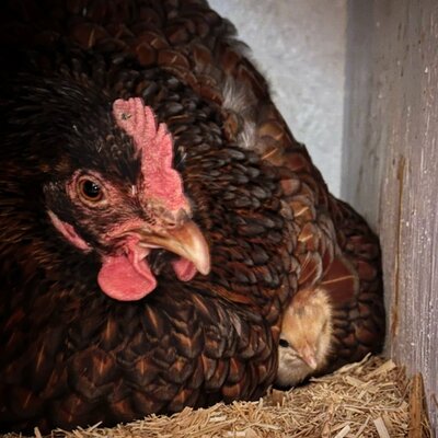 2022.12.18 01 chickens 03 Velma Noel fave.jpg