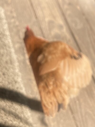 IMG_4845.jpeg