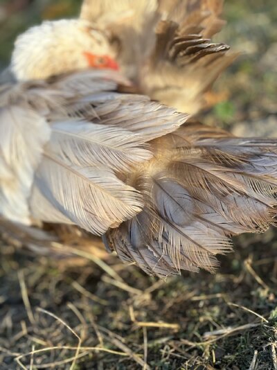 IMG_3571.jpeg