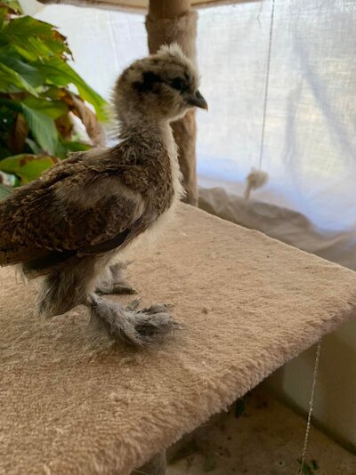 chicks Millie at 3 wks..jpg chicks Millie at 3 wks..jpg