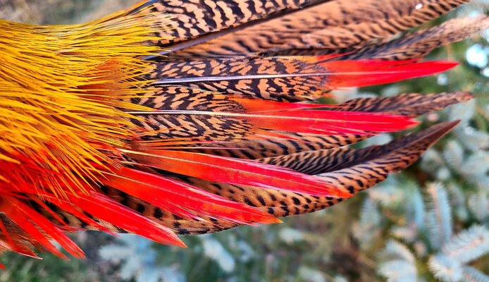 2023_feather_2 - rotated.jpg