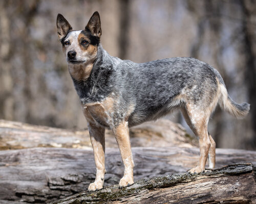 2023_paws_dog_1.jpg