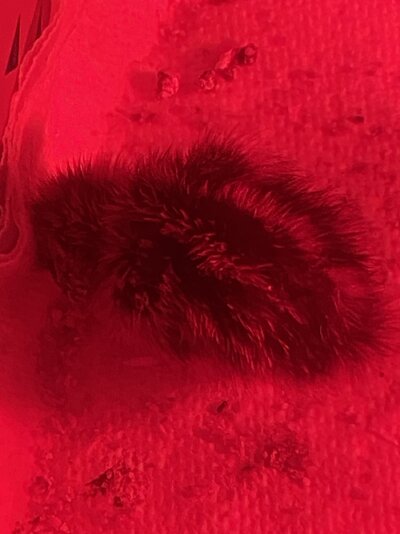 IMG_0553.jpeg