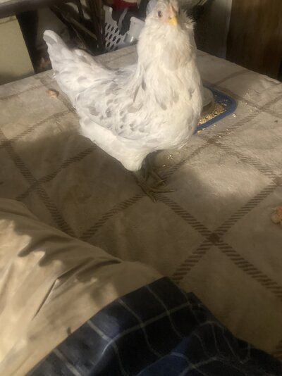 IMG_4800.jpeg