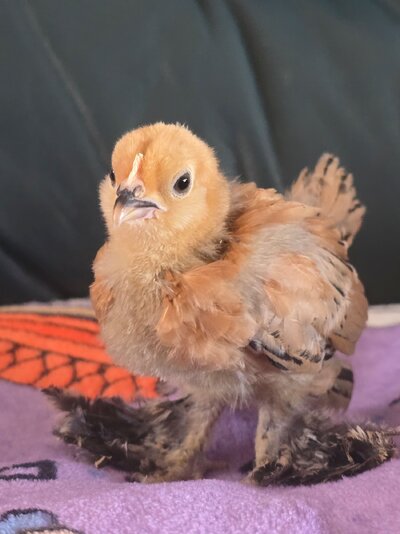ducp.jpg