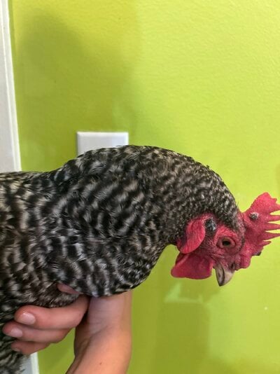 IMG_4516.jpeg