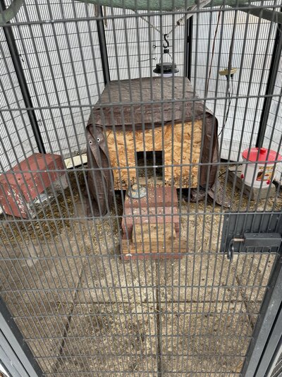 aviary temp coop3.jpg aviary temp coop3.jpg