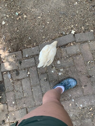IMG_6622.jpeg