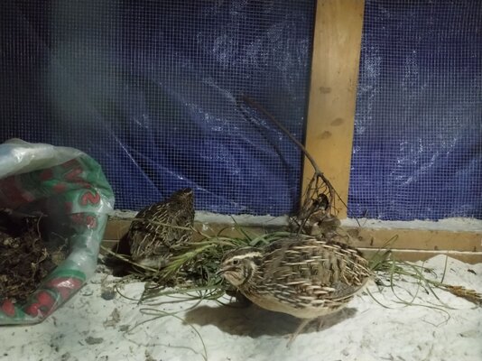 quail1.jpg